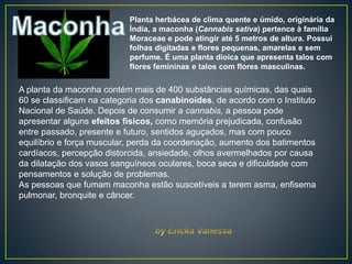 Planta herbácea de clima quente e úmido, originária da
Índia, a maconha (Cannabis sativa) pertence à família
Moraceae e pode atingir até 5 metros de altura. Possui
folhas digitadas e flores pequenas, amarelas e sem
perfume. É uma planta dioica que apresenta talos com
flores femininas e talos com flores masculinas.
A planta da maconha contém mais de 400 substâncias químicas, das quais
60 se classificam na categoria dos canabinoides, de acordo com o Instituto
Nacional de Saúde. Depois de consumir a cannabis, a pessoa pode
apresentar alguns efeitos físicos, como memória prejudicada, confusão
entre passado, presente e futuro, sentidos aguçados, mas com pouco
equilíbrio e força muscular, perda da coordenação, aumento dos batimentos
cardíacos, percepção distorcida, ansiedade, olhos avermelhados por causa
da dilatação dos vasos sanguíneos oculares, boca seca e dificuldade com
pensamentos e solução de problemas.
As pessoas que fumam maconha estão suscetíveis a terem asma, enfisema
pulmonar, bronquite e câncer.
 