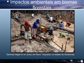  Impactos ambientais em biomas
            florestais




Garimpo ilegal no rio Juma, em Novo Aripuanã, no estado do Amaz...