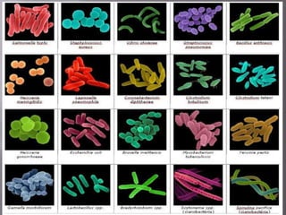 Microbiologia - Profa Dariana M. A. 
Salaman - Uniasselvi - Famelages 
 