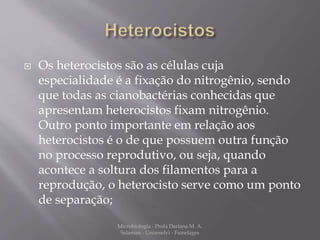  Os heterocistos são as células cuja 
especialidade é a fixação do nitrogênio, sendo 
que todas as cianobactérias conhecidas que 
apresentam heterocistos fixam nitrogênio. 
Outro ponto importante em relação aos 
heterocistos é o de que possuem outra função 
no processo reprodutivo, ou seja, quando 
acontece a soltura dos filamentos para a 
reprodução, o heterocisto serve como um ponto 
de separação; 
Microbiologia - Profa Dariana M. A. 
Salaman - Uniasselvi - Famelages 
 