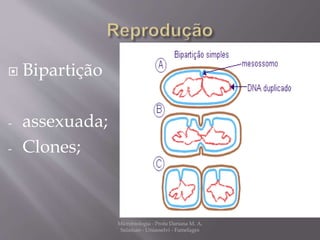  Bipartição 
- assexuada; 
- Clones; 
Microbiologia - Profa Dariana M. A. 
Salaman - Uniasselvi - Famelages 
 