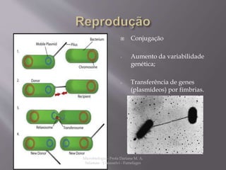  Conjugação 
- Aumento da variabilidade 
genética; 
- Transferência de genes 
(plasmídeos) por fímbrias. 
Microbiologia - Profa Dariana M. A. 
Salaman - Uniasselvi - Famelages 
 