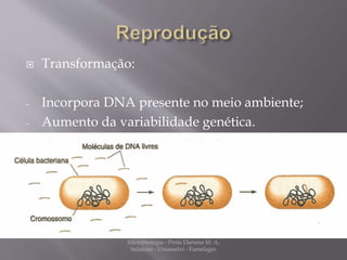 Transformação: 
- Incorpora DNA presente no meio ambiente; 
- Aumento da variabilidade genética. 
Microbiologia - Profa Dariana M. A. 
Salaman - Uniasselvi - Famelages 
 