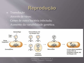  Transdução 
- Através de vírus; 
- Genes de outra bactéria infectada; 
- Aumento da variabilidade genética; 
Microbiologia - Profa Dariana M. A. 
Salaman - Uniasselvi - Famelages 
 