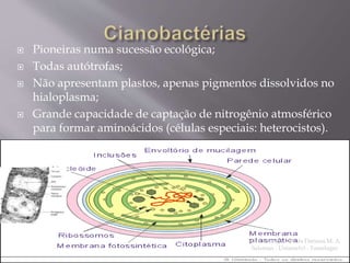  Pioneiras numa sucessão ecológica; 
 Todas autótrofas; 
 Não apresentam plastos, apenas pigmentos dissolvidos no 
hialoplasma; 
 Grande capacidade de captação de nitrogênio atmosférico 
para formar aminoácidos (células especiais: heterocistos). 
Microbiologia - Profa Dariana M. A. 
Salaman - Uniasselvi - Famelages 
 