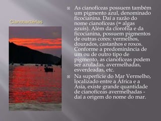 Cianobactérias 
 As cianofíceas possuem também 
um pigmento azul, denominado 
ficocianina. Daí a razão do 
nome cianofíceas (= algas 
azuis). Além da clorofila e da 
ficocianina, possuem pigmentos 
de outras cores: vermelhos, 
dourados, castanhos e roxos. 
Conforme a predominância de 
um ou de outro tipo de 
pigmento, as cianofíceas podem 
ser azuladas, avermelhadas, 
esverdeadas, etc. 
 Na superfície do Mar Vermelho, 
localizado entre a África e a 
Ásia, existe grande quantidade 
de cianofíceas avermelhadas - 
daí a origem do nome do mar. 
 