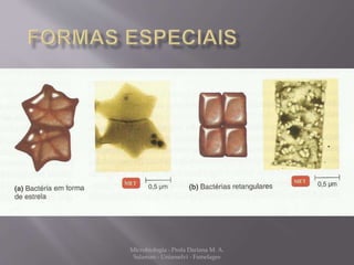 Microbiologia - Profa Dariana M. A. 
Salaman - Uniasselvi - Famelages 
 