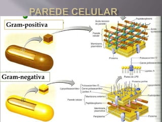 Microbiologia - Profa Dariana M. A. 
Salaman - Uniasselvi - Famelages 
Gram-positiva 
Gram-negativa 
 