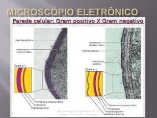 Microbiologia - Profa Dariana M. A. 
Salaman - Uniasselvi - Famelages 
 