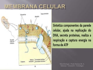 Microbiologia - Profa Dariana M. A. 
Salaman - Uniasselvi - Famelages 
 
