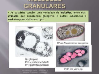 Microbiologia - Profa Dariana M. A. 
Salaman - Uniasselvi - Famelages 
 
