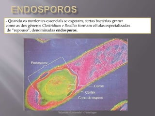 - Quando os nutrientes essenciais se esgotam, certas bactérias gram+ 
como as dos gêneros Clostridium e Bacillus formam células especializadas 
de “repouso”, denominadas endosporos. 
Microbiologia - Profa Dariana M. A. 
Salaman - Uniasselvi - Famelages 
 