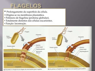 • Prolongamento da superfície da célula. 
• Origina-se na membrana plasmática. 
• Polímero de flagelina (proteina globular). 
• Totalmente distintos das células eucariontes. 
• Função: locomoção. 
Microbiologia - Profa Dariana M. A. 
Salaman - Uniasselvi - Famelages 
 