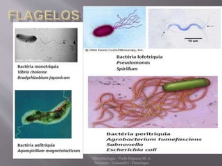 Microbiologia - Profa Dariana M. A. 
Salaman - Uniasselvi - Famelages 
 