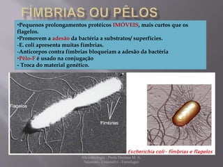 •Pequenos prolongamentos protéicos IMÓVEIS, mais curtos que os 
flagelos. 
•Promovem a adesão da bactéria a substratos/ superfícies. 
-E. coli apresenta muitas fímbrias. 
-Anticorpos contra fímbrias bloqueiam a adesão da bactéria 
•Pêlo-F é usado na conjugação 
- Troca do material genético. 
Microbiologia - Profa Dariana M. A. 
Salaman - Uniasselvi - Famelages 
 