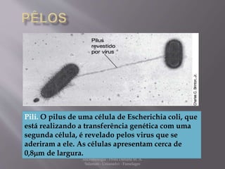 Pili. O pilus de uma célula de Escherichia coli, que 
está realizando a transferência genética com uma 
segunda célula, é revelado pelos virus que se 
aderiram a ele. As células apresentam cerca de 
0,8mm de largura. 
Microbiologia - Profa Dariana M. A. 
Salaman - Uniasselvi - Famelages 
 