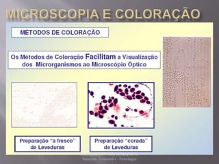 Microbiologia - Profa Dariana M. A. 
Salaman - Uniasselvi - Famelages 
 