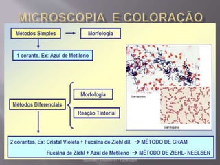 Microbiologia - Profa Dariana M. A. 
Salaman - Uniasselvi - Famelages 
 