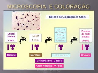 Microbiologia - Profa Dariana M. A. 
Salaman - Uniasselvi - Famelages 
 