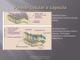 Microbiologia - Profa Dariana M. A. 
Salaman - Uniasselvi - Famelages 
Bactérias Gram – 
Apresentam somente parede 
celular. 
Bactérias Gram + 
Apresentam parede celular e 
cápsula. Têm maior 
resistência a determinados 
antibióticos. 
 