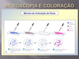 Microbiologia - Profa Dariana M. A. 
Salaman - Uniasselvi - Famelages 
 