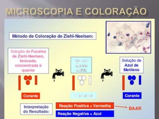 Microbiologia - Profa Dariana M. A. 
Salaman - Uniasselvi - Famelages 
 