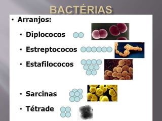 Microbiologia - Profa Dariana M. A. 
Salaman - Uniasselvi - Famelages 
 