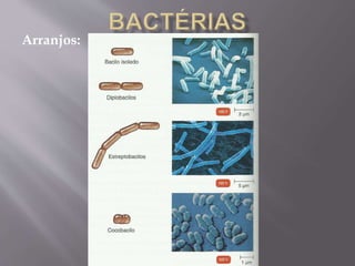 Microbiologia - Profa Dariana M. A. 
Salaman - Uniasselvi - Famelages 
Arranjos: 
 