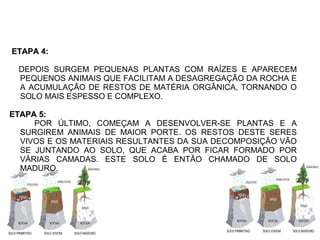 ETAPA 4:ETAPA 4:
DEPOIS SURGEM PEQUENAS PLANTAS COM RAÍZES E APARECEM
PEQUENOS ANIMAIS QUE FACILITAM A DESAGREGAÇÃO DA ROCHA E
A ACUMULAÇÃO DE RESTOS DE MATÉRIA ORGÂNICA, TORNANDO O
SOLO MAIS ESPESSO E COMPLEXO.
ETAPA 5:ETAPA 5:
POR ÚLTIMO, COMEÇAM A DESENVOLVER-SE PLANTAS E A
SURGIREM ANIMAIS DE MAIOR PORTE. OS RESTOS DESTE SERES
VIVOS E OS MATERIAIS RESULTANTES DA SUA DECOMPOSIÇÃO VÃO
SE JUNTANDO AO SOLO, QUE ACABA POR FICAR FORMADO POR
VÁRIAS CAMADAS. ESTE SOLO É ENTÃO CHAMADO DE SOLO
MADURO.
 
