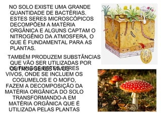 NO SOLO EXISTE UMA GRANDE
QUANTIDADE DE BACTÉRIAS.
ESTES SERES MICROSCÓPICOS
DECOMPÕEM A MATÉRIA
ORGÂNICA E ALGUNS CAPTAM O
NITROGÊNIO DA ATMOSFERA, O
QUE É FUNDAMENTAL PARA AS
PLANTAS.
TAMBÉM PRODUZEM SUBSTÂNCIAS
QUE VÃO SER UTILIZADAS POR
OUTROS SERES VIVOSOS FUNGOS ESTES SERES
VIVOS, ONDE SE INCLUEM OS
COGUMELOS E O MOFO,
FAZEM A DECOMPOSIÇÃO DA
MATÉRIA ORGÂNICA DO SOLO
TRANSFORMANDO-A EM
MATÉRIA ORGÂNICA QUE É
UTILIZADA PELAS PLANTAS
 