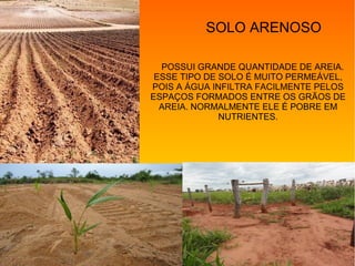 SOLO ARENOSO
POSSUI GRANDE QUANTIDADE DE AREIA.
ESSE TIPO DE SOLO É MUITO PERMEÁVEL,
POIS A ÁGUA INFILTRA FACILMENTE PELOS
ESPAÇOS FORMADOS ENTRE OS GRÃOS DE
AREIA. NORMALMENTE ELE É POBRE EM
NUTRIENTES.
 