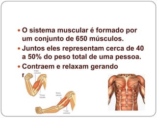  O sistema muscular é formado por
  um conjunto de 650 músculos.
 Juntos eles representam cerca de 40
  a 50% do peso total de uma pessoa.
 Contraem e relaxam gerando
  movimento
 