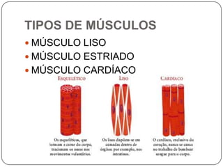 TIPOS DE MÚSCULOS
 MÚSCULO LISO
 MÚSCULO ESTRIADO
 MÚSCULO CARDÍACO
 