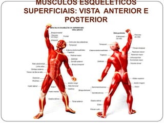 MÚSCULOS ESQUELÉTICOS
SUPERFICIAIS: VISTA ANTERIOR E
         POSTERIOR
 