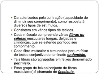  Caracterizados pela contração (capacidade de
    diminuir seu comprimento), como resposta à
    diversos tipos de estímulos.
   Consistem em vários tipos de tecidos.
   Cada músculo compreende várias fibras ou
    células musculares longas, delgadas e
    cilíndricas, que se estende por todo seu
    comprimento.
   Cada fibra muscular é circundada por um feixe
    de tecido conjuntivo denominado endomísio.
   Tais fibras são agrupadas em feixes denominado
    perimísio.
   Esse grupo de feixes(conjunto de fibras
    musculares) é chamado de fascículo.
 