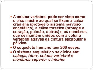  A coluna vertebral pode ser vista como
  o eixo mestre ao qual se fixam a caixa
  craniana (protege o sistema nervoso
  encefálico), a caixa torácica (protege o
  coração, pulmão, outros) e os membros
  que se mantém unidos com a coluna
  vertebral através da cintura escapular e
  pélvica.
 O esqueleto humano tem 206 ossos.
 O sistema esquelético se divide em:
  cabeça, tórax, coluna vertebral e
  membros superior e inferior
 