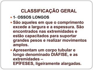 CLASSIFICAÇÃO GERAL
 1- OSSOS LONGOS
 São aqueles em que o comprimento
  excede a largura e a espessura. São
  encontrados nas extremidades e
  estão capacitados para suportar
  grandes pesos e realizar movimentos
  amplos.
 Apresentam um corpo tubular e
  longo denominado DIÁFISE, e as
  extremidades –
  EPÍFESES, ligeiramente alargadas.
 
