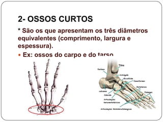 2- OSSOS CURTOS
* São os que apresentam os três diâmetros
equivalentes (comprimento, largura e
espessura).
 Ex: ossos do carpo e do tarso
 