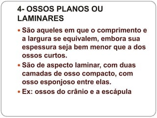 4- OSSOS PLANOS OU
LAMINARES
 São aqueles em que o comprimento e
  a largura se equivalem, embora sua
  espessura seja bem menor que a dos
  ossos curtos.
 São de aspecto laminar, com duas
  camadas de osso compacto, com
  osso esponjoso entre elas.
 Ex: ossos do crânio e a escápula
 