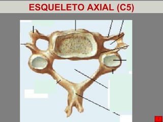 ESQUELETO AXIAL (C5)
2
 