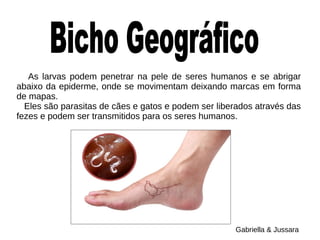 As larvas podem penetrar na pele de seres humanos e se abrigar
abaixo da epiderme, onde se movimentam deixando marcas em forma
de mapas.
Eles são parasitas de cães e gatos e podem ser liberados através das
fezes e podem ser transmitidos para os seres humanos.
Gabriella & Jussara
 