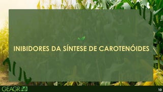 10
INIBIDORES DA SÍNTESE DE CAROTENÓIDES
 