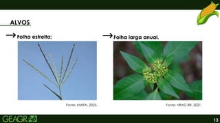 13
ALVOS
Fonte: IHARA, 2025. Fonte: HRAC-BR, 2021.
Folha estreita; Folha larga anual.
 