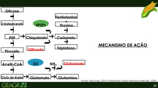 17
MECANISMO DE AÇÃO
Fonte: Mais Soja, 2019. Adaptado: Paulo Henrique Mendes, 2025.
Glicose
3-fosfoglicerato
PEP
Piruvato
Acetil-CoA
Ciclo de Krebs
Triptofano
Corismato
Fenilalanina
Tirosina
Glutamato Glutamina
EPSPs
GS Glufosinato
NH₃
Glifosato
Chiquimato
+
 