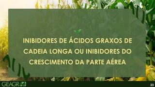 23
INIBIDORES DE ÁCIDOS GRAXOS DE
CADEIA LONGA OU INIBIDORES DO
CRESCIMENTO DA PARTE AÉREA
 