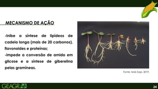 24
MECANISMO DE AÇÃO
-Inibe a síntese de lipídeos de
cadeia longa (mais de 20 carbonos),
flavonoides e proteínas;
-impede a conversão de amido em
glicose e a síntese de giberelina
pelas gramíneas.
Fonte: Mais Soja, 2019.
 
