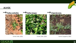 26
ALVOS
Fonte: Enlist, 2023.
Folha estreita; Folha larga;
Fonte: Enlist, 2023.
Ciperáceas.
Fonte: Syngenta, 2025.
 