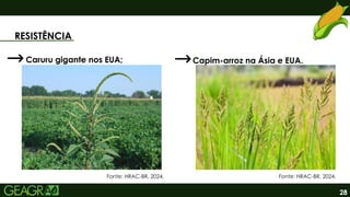 28
RESISTÊNCIA
Fonte: HRAC-BR, 2024.
Caruru gigante nos EUA; Capim-arroz na Ásia e EUA.
Fonte: HRAC-BR, 2024.
 