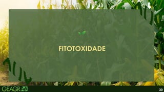 FITOTOXIDADE
30
 