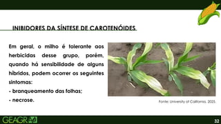 32
INIBIDORES DA SÍNTESE DE CAROTENÓIDES
Em geral, o milho é tolerante aos
herbicidas desse grupo, porém,
quando há sensibilidade de alguns
híbridos, podem ocorrer os seguintes
sintomas:
- branqueamento das folhas;
- necrose. Fonte: University of California, 2025.
 